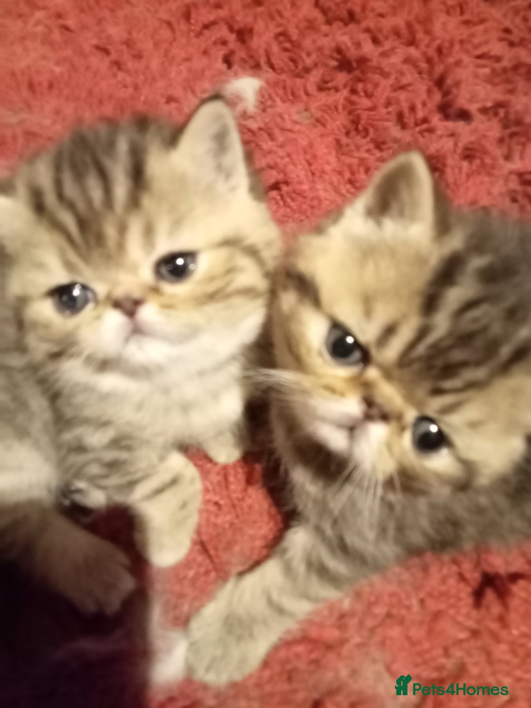 Exotic cats for sale: Beautiful Exotic kittens for sale - Advert 4