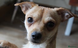 Mixed Breed dogs for sale: Looking for a forever home  - Image 4