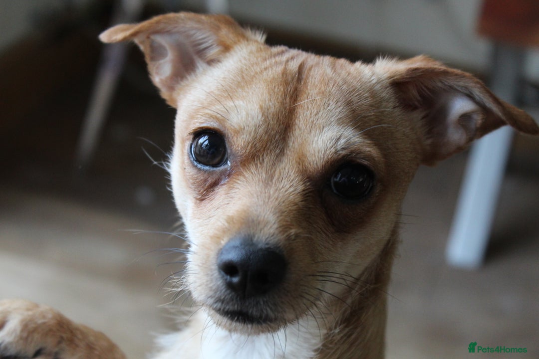 Mixed Breed dogs for sale: Looking for a forever home  - Image 4