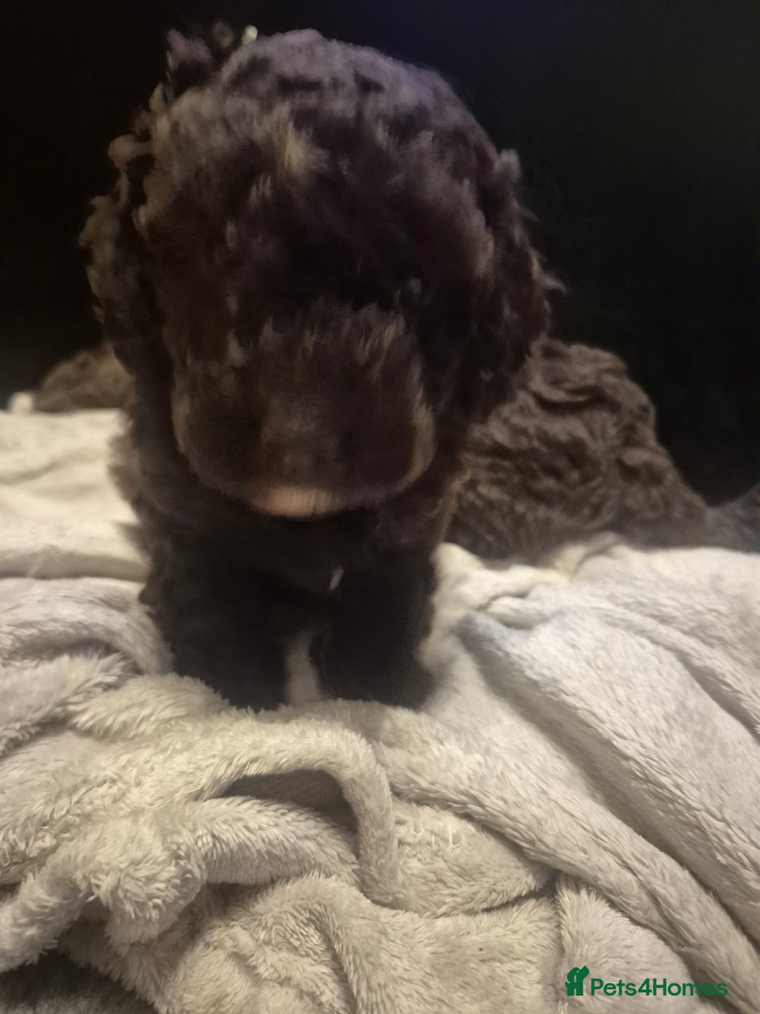 Labradoodle dogs for sale: Stunningly adorable f2b labradoodles! - Advert 6