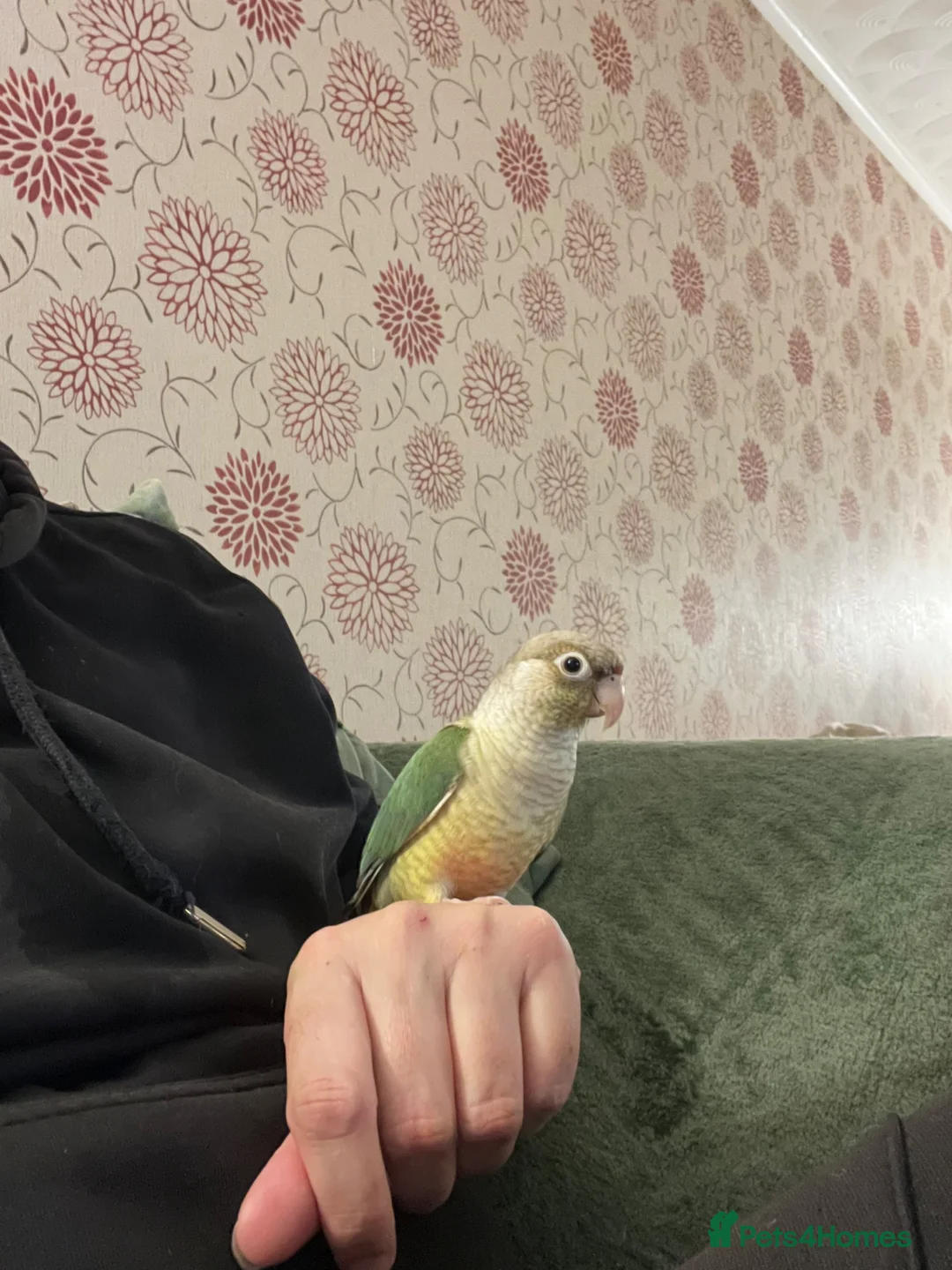 Conures birds for sale: Conure in Paisley - Advert 2