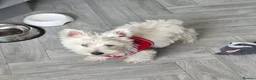 West Highland Terrier dogs for sale: Alfie, West Highland White Terrier, Boy - Advert 3