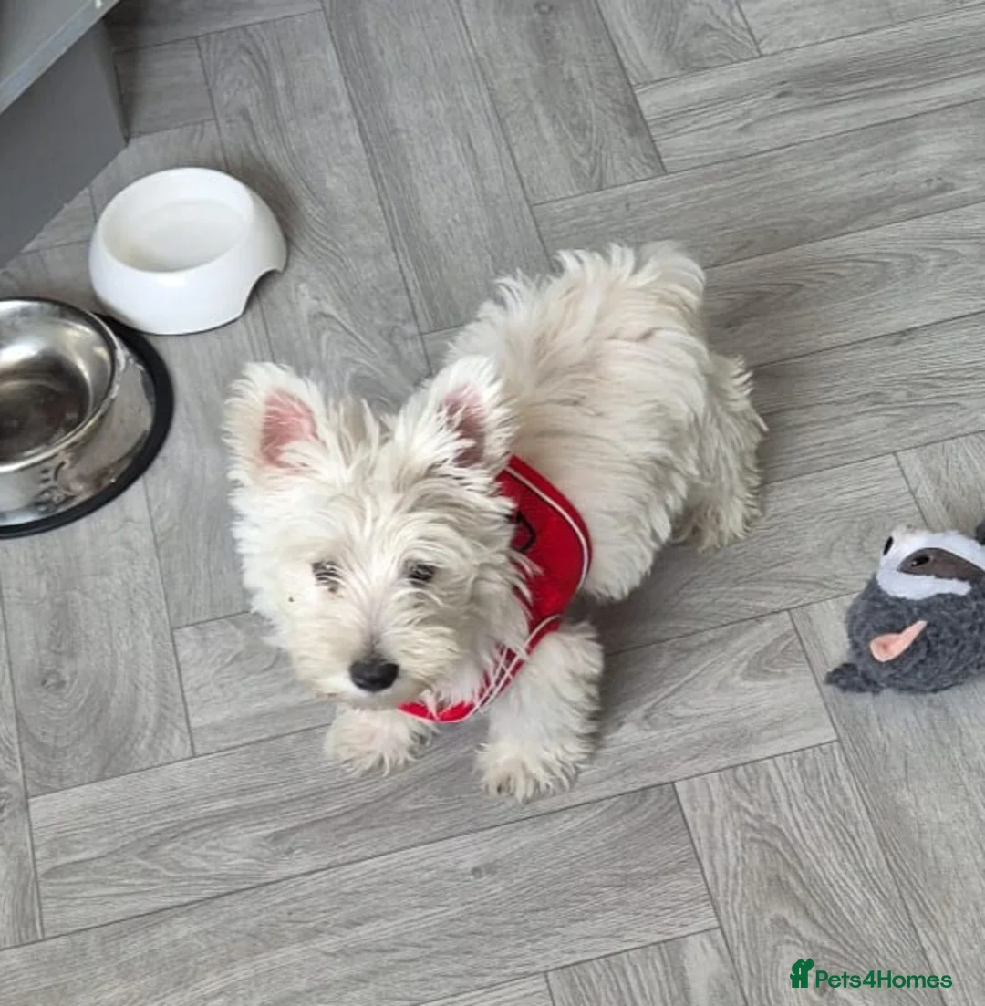 West Highland Terrier dogs for sale: Alfie, West Highland White Terrier, Boy - Advert 3