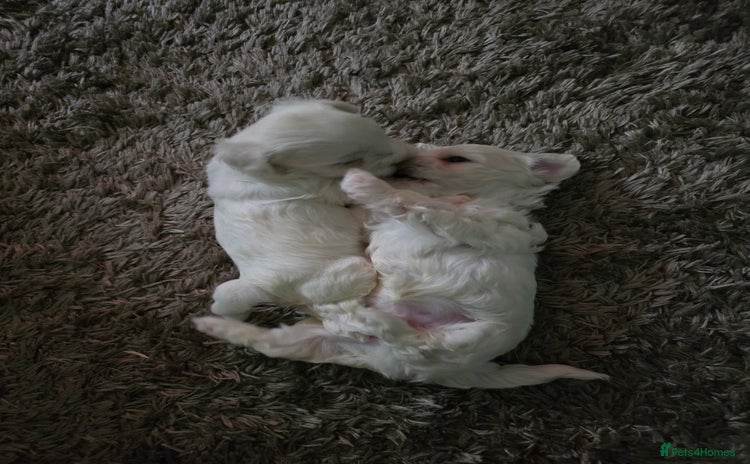 Bichon Frise dogs - Advert 1