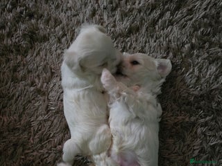 Bichon Frise dogs - Advert 11