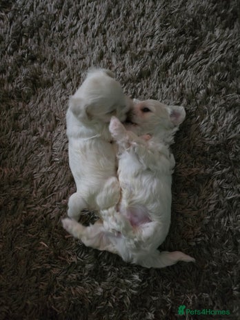 Bichon Frise dogs - Advert 7