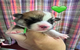 Welsh Corgi Pembroke dogs for sale: PEMBROKE CORGI PUPPIES  - they’ve arrived! - Image 2