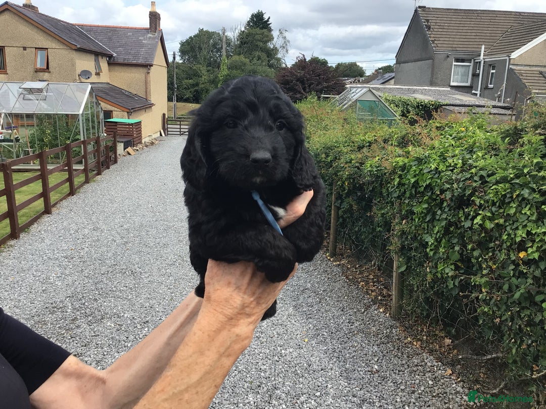 Cockapoo dogs for sale: COCKAPOO PUPS. READY TO LEAVE. - Image 13