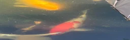 Koi Carp fish for sale: Adult koi carp - Advert 15