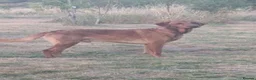Labrador Retriever dogs for stud: Red Labrador KC registered - Advert 4