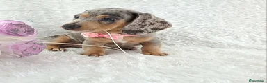 Puppy 2 Blue and Tan Dapple Girl 