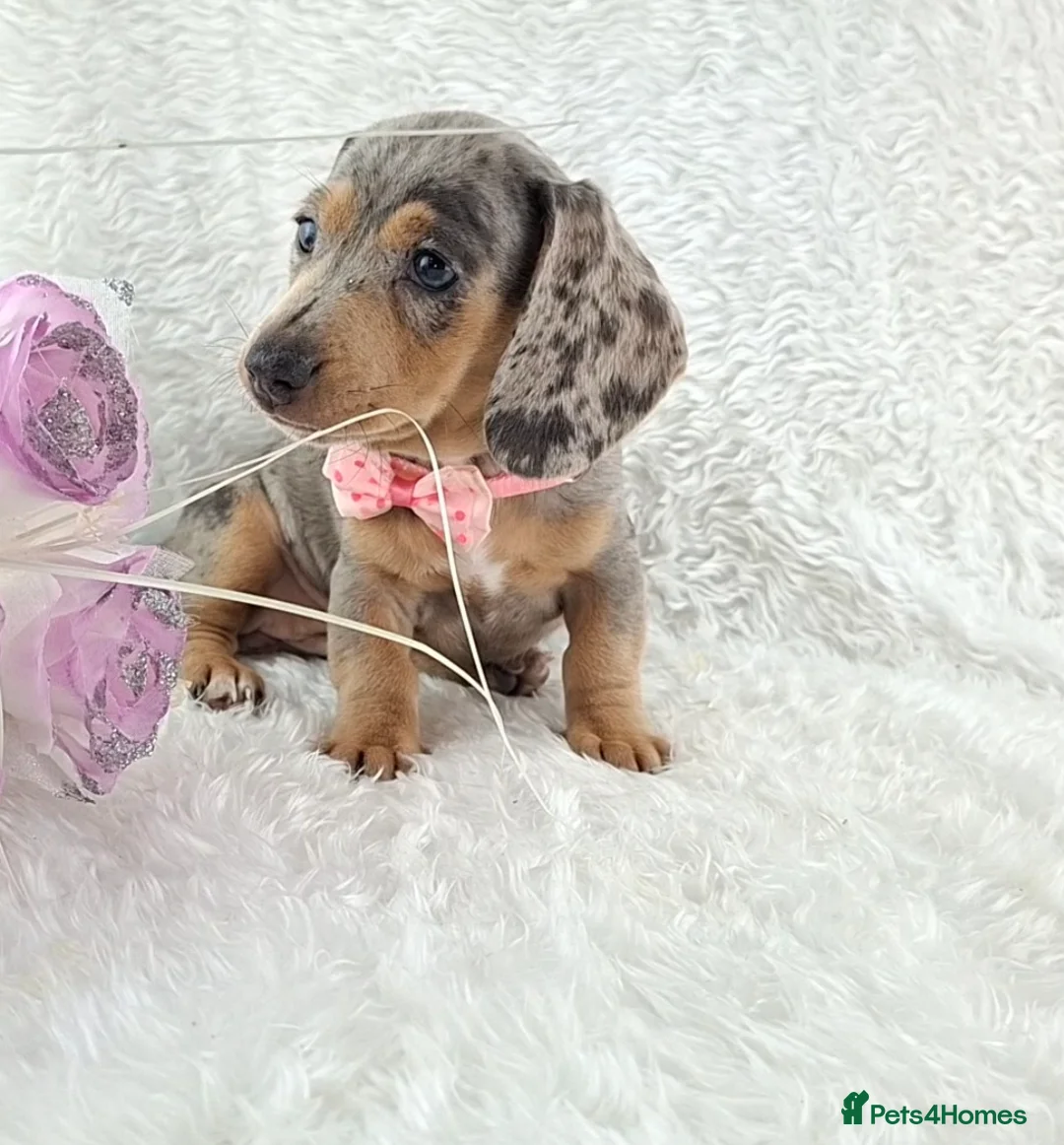 Miniature Dachshund dogs for sale: Stunning Miniature Dachshund Puppies  - Advert 37