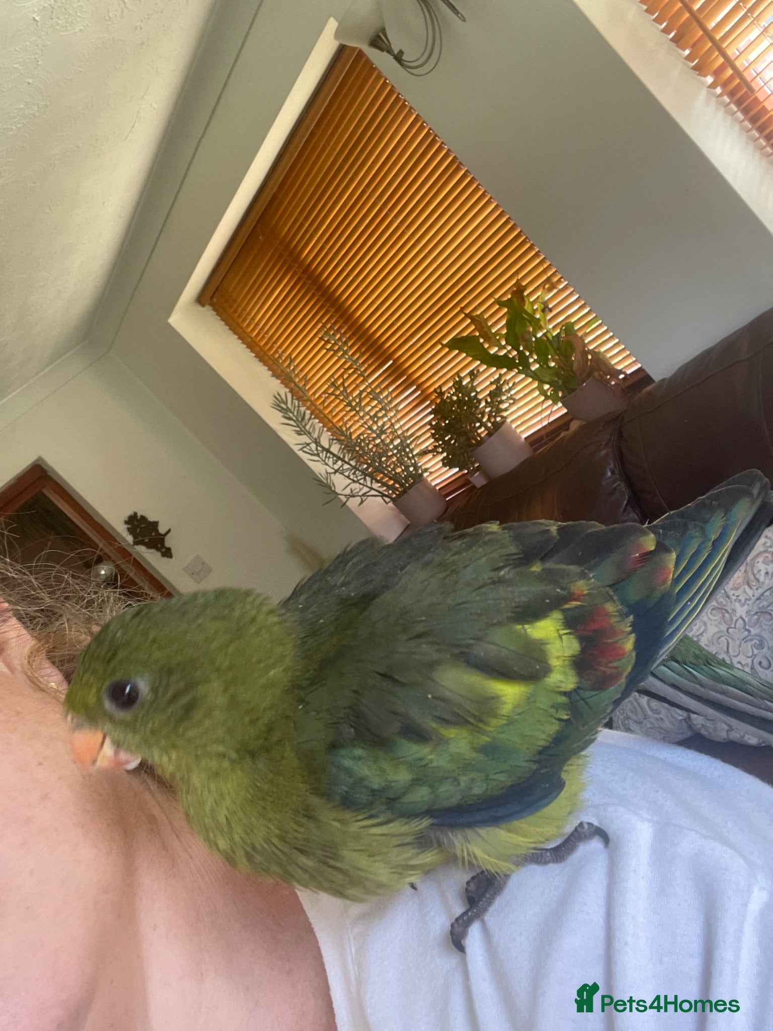 Parakeets birds Hand reared baby Rock Pebblers - Advert 1