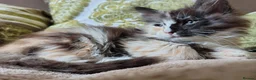 Norwegian Forest Cat cats for sale: Beautiful Norwegian Forest Kittens  - Advert 7