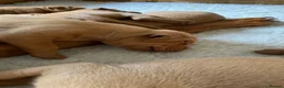 Hungarian Vizsla dogs for sale: KC Reg HV Pups, COI 1.3% ,Hip Scored For Sale - Advert 19