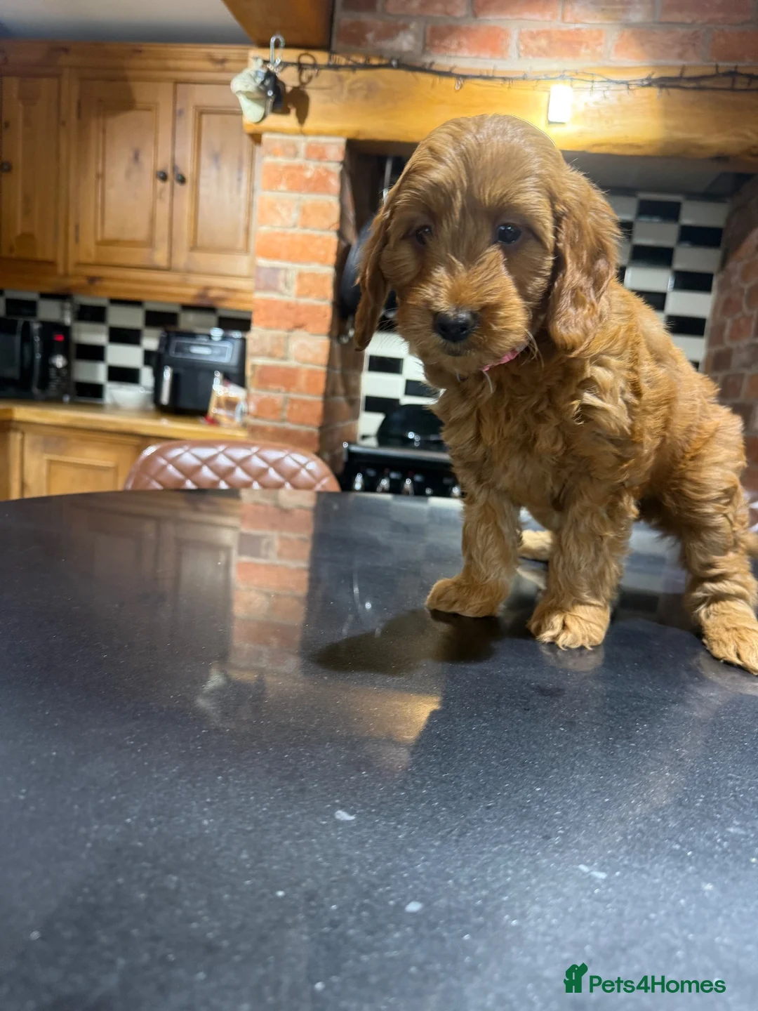 Mini Goldendoodle dogs for sale: Outstanding Red Goldendoodles  - Advert 11