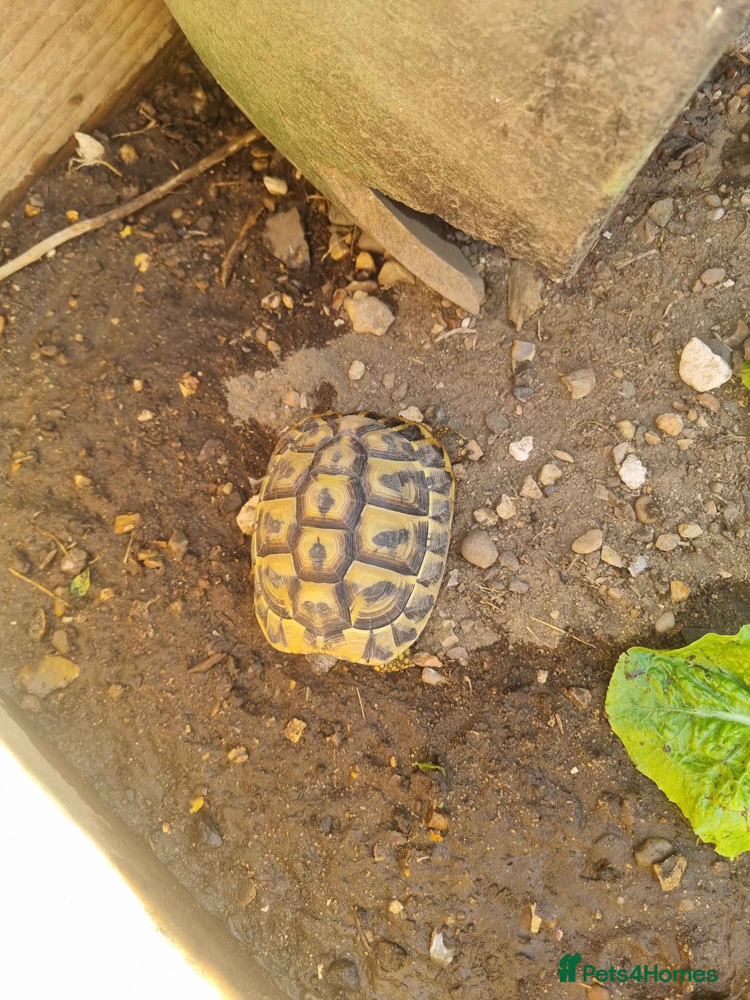 Tortoise reptiles Hermann tortoise - Advert 15
