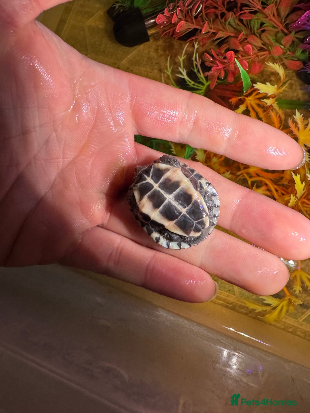 Turtle reptiles for sale: Turtles  - Advert 6