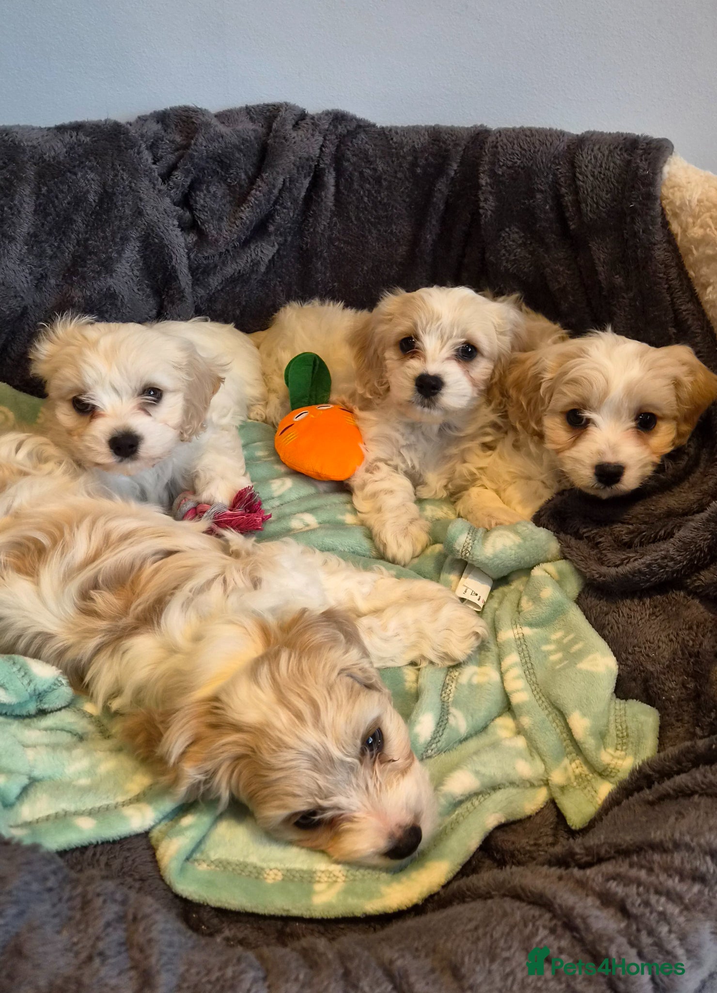 Cavachon dogs Beautiful Cavachon puppies  - Advert 3