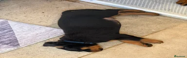 Rottweiler 2