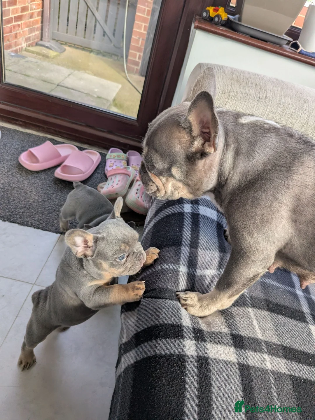 French Bulldog dogs for sale: Little girl for sale  in Chester-le-Street - Advert 2