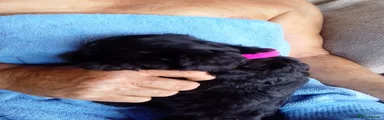 Cockapoo 6