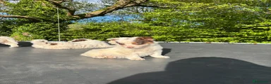 Border Collie Puppy 3