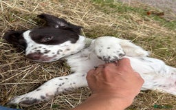 Cocker Spaniel dogs for sale: Beautiful pedigree working cocker spaniel puppy  - Image 1