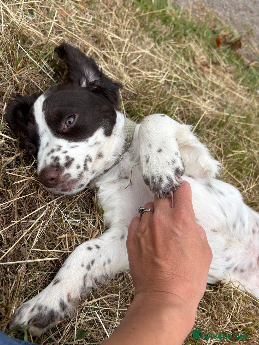 Cocker Spaniel dogs for sale: Beautiful pedigree working cocker spaniel puppy  - Image 1