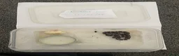 Corn Snake reptiles for sale: Corn Snakes - Advert 1