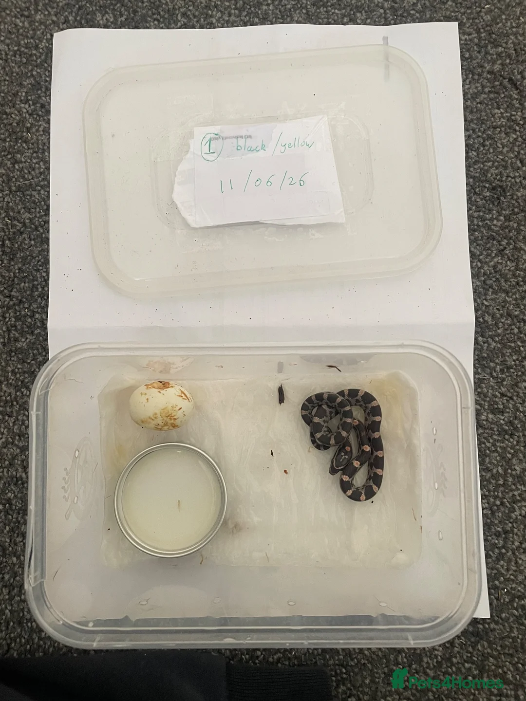 Corn Snake reptiles for sale: Corn Snakes - Advert 1