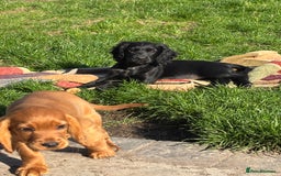 Cocker Spaniel dogs for sale: Beautiful Cocker Spaniel Puppies 🖤🧡 - Image 4