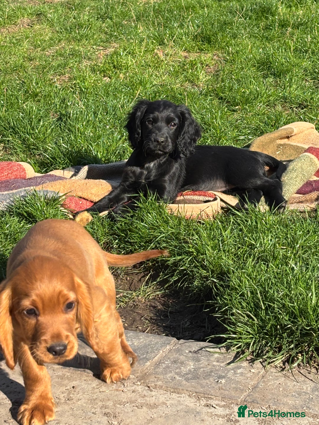 Cocker Spaniel dogs for sale: Beautiful Cocker Spaniel Puppies 🖤🧡 - Image 4
