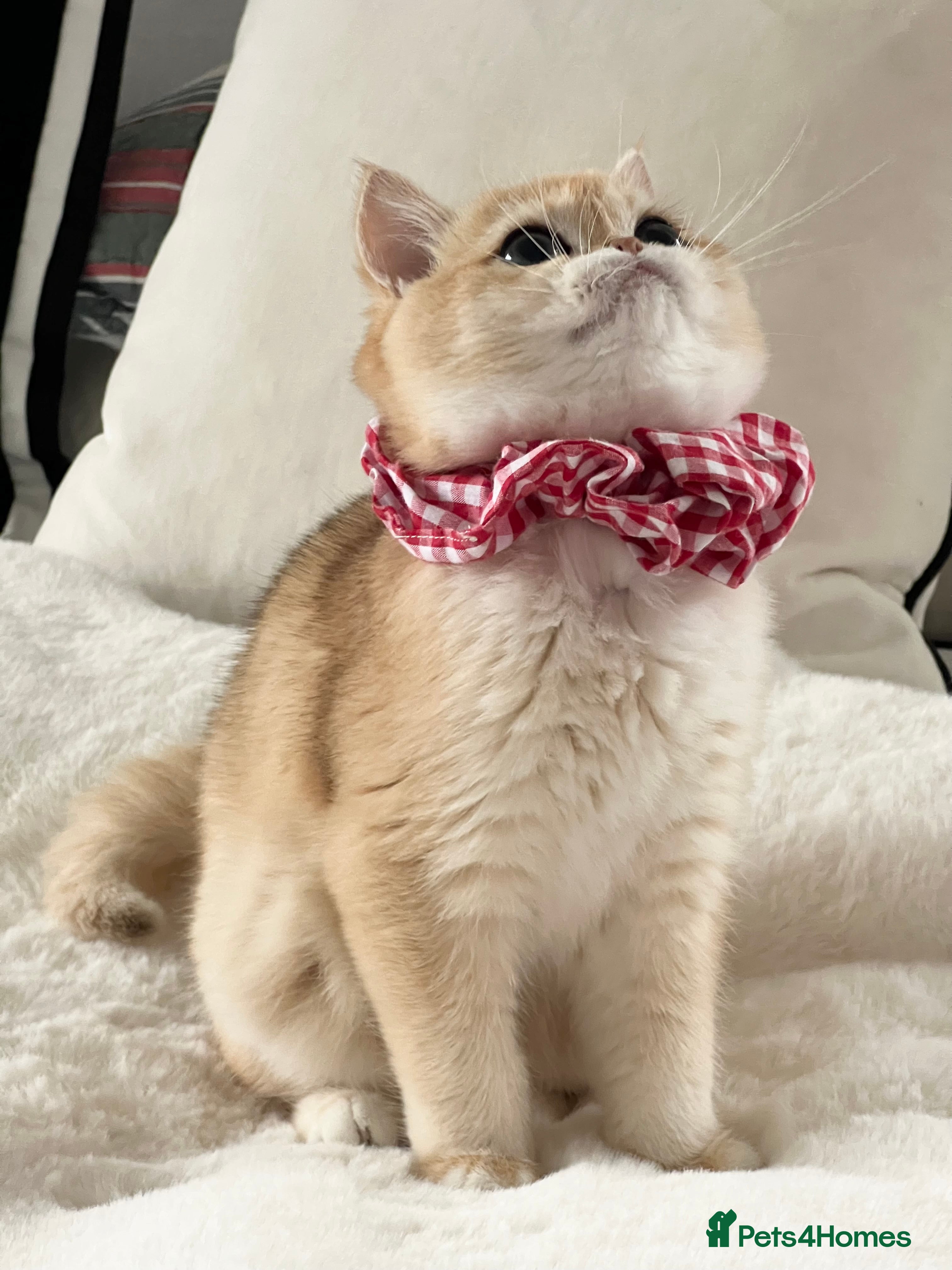 British Shorthair cats 🏆 Golden BRI NY12 Girl European Lines 🏆 - Advert 1