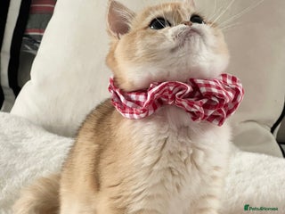 British Shorthair cats 🏆 Golden BRI NY12 Girl European Lines 🏆 - Advert 2