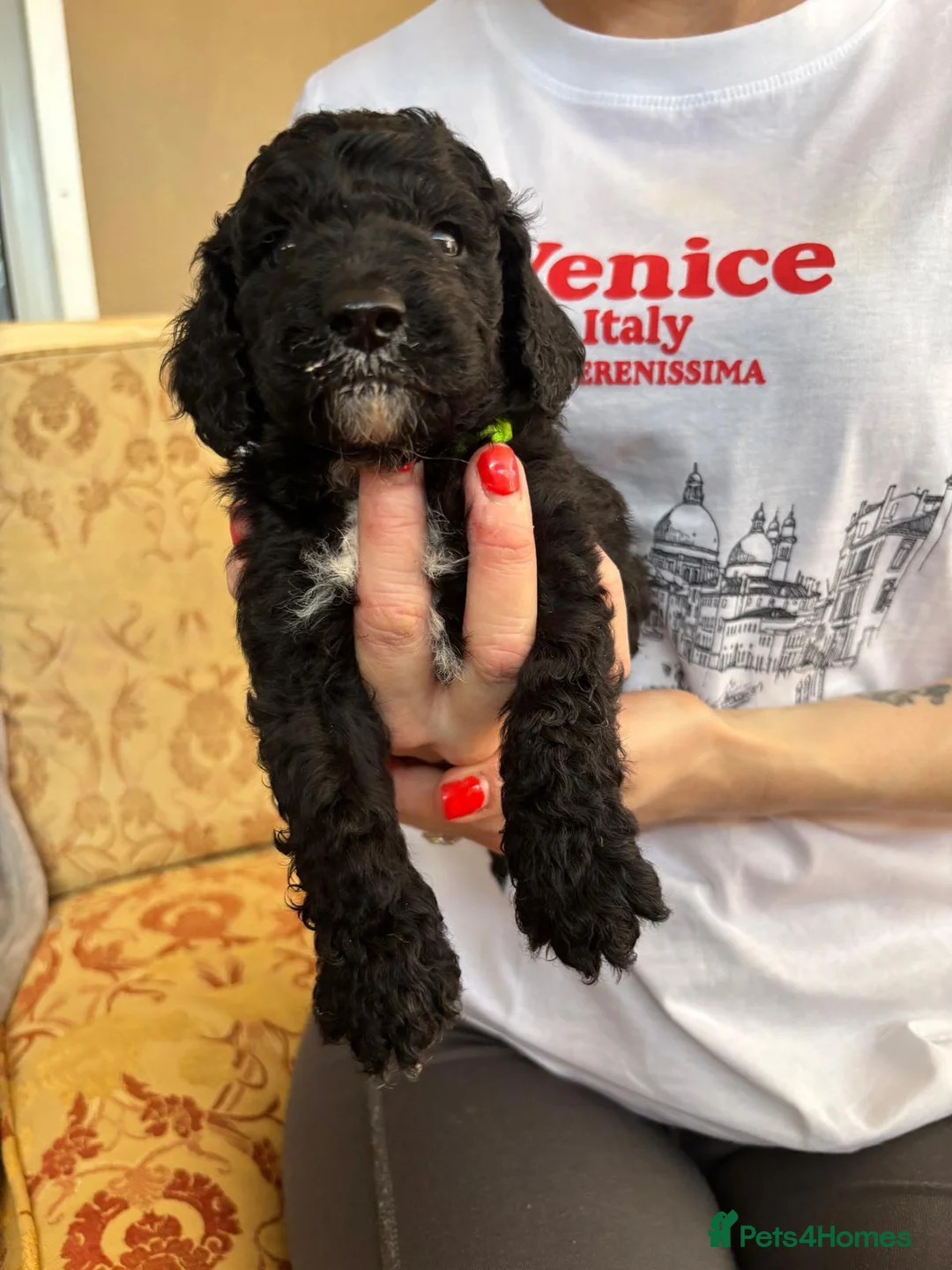 Sproodle dogs for sale: Sproodle puppies  - Advert 18