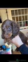 Miniature Dachshund dogs Stunning top quality miniature dachshund babies - Advert 13