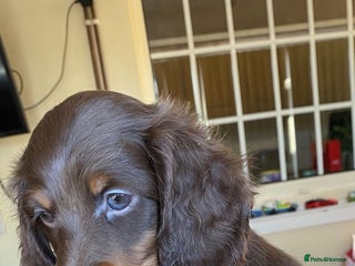 Miniature Dachshund dogs Stunning top quality miniature dachshund babies - Advert 1