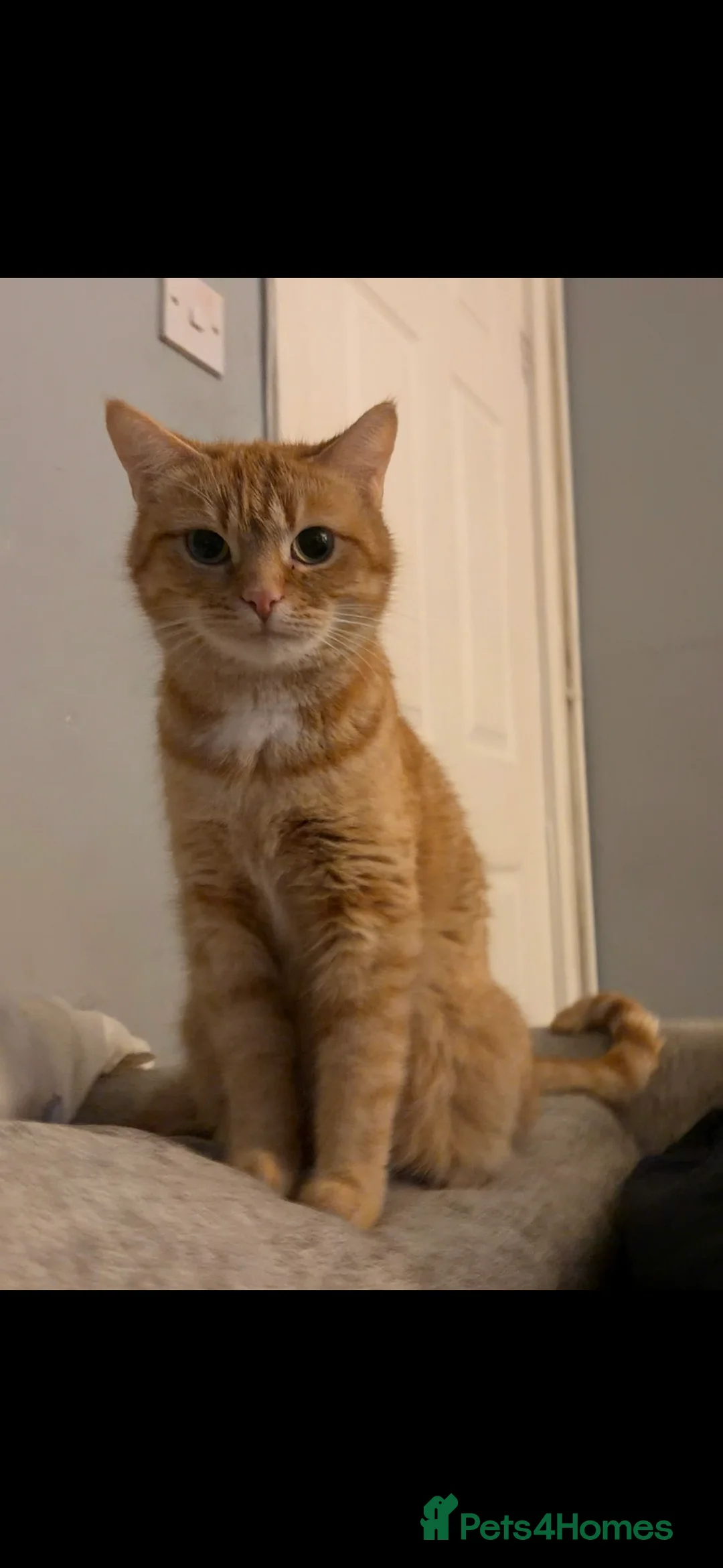 Mixed Breed cats for sale: Cat for sale - Advert 2