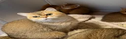 British Shorthair cats for sale: Stunning Golden British Shorthair Kittena🩷💜💙 - Advert 7