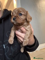 Cavalier King Charles Spaniel dogs - Advert 2