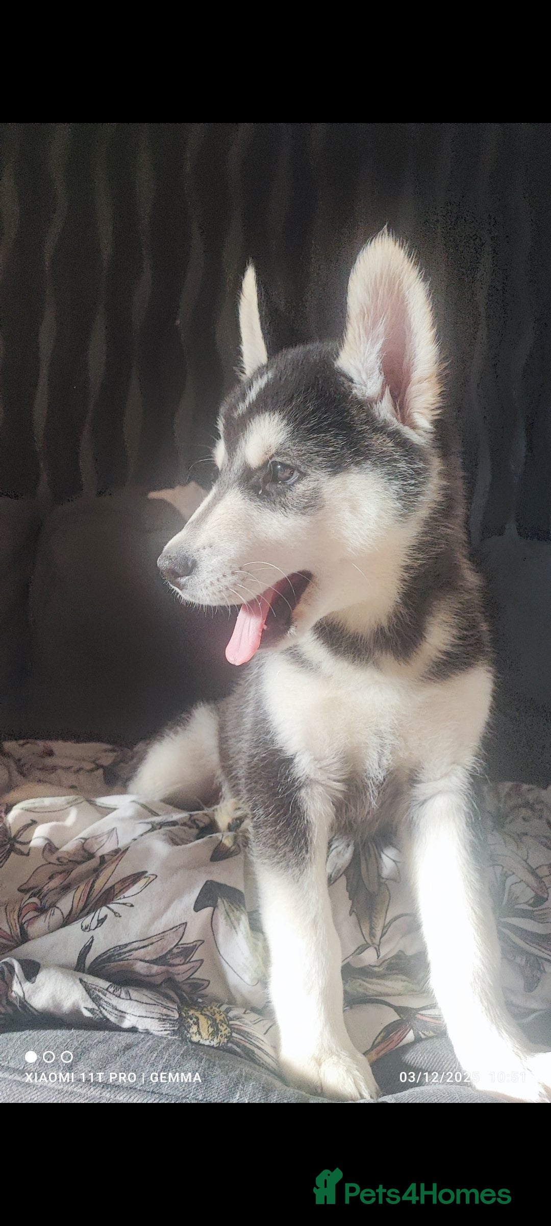 Utonagan dogs for sale: Maliky/ huskymute puppies  - Advert 16