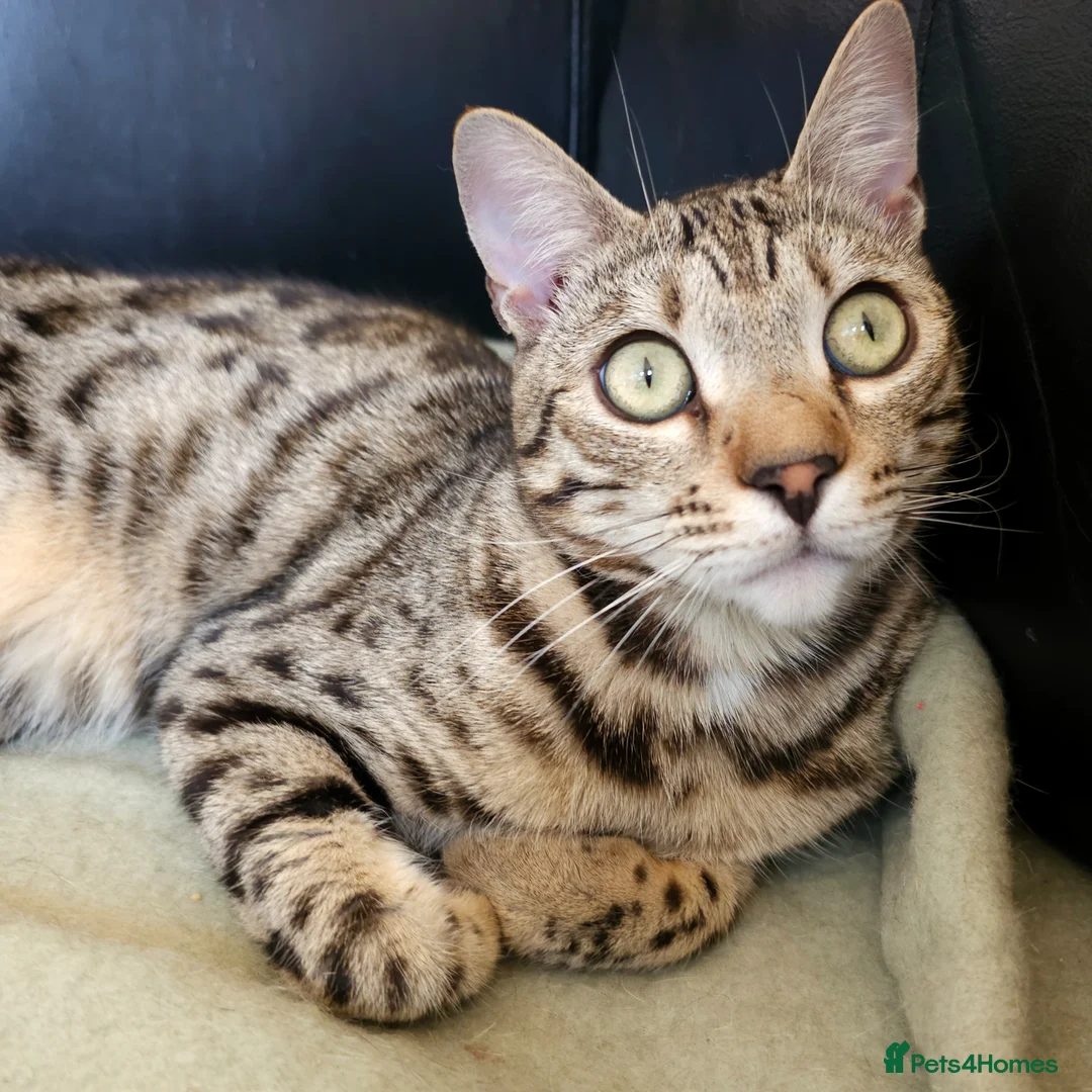 Bengal cats for sale: Gorgeous Brown Rosetted Boy  - Advert 14