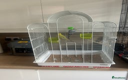 Budgerigars birds for sale: Pair of budgies and cage  - Image 5