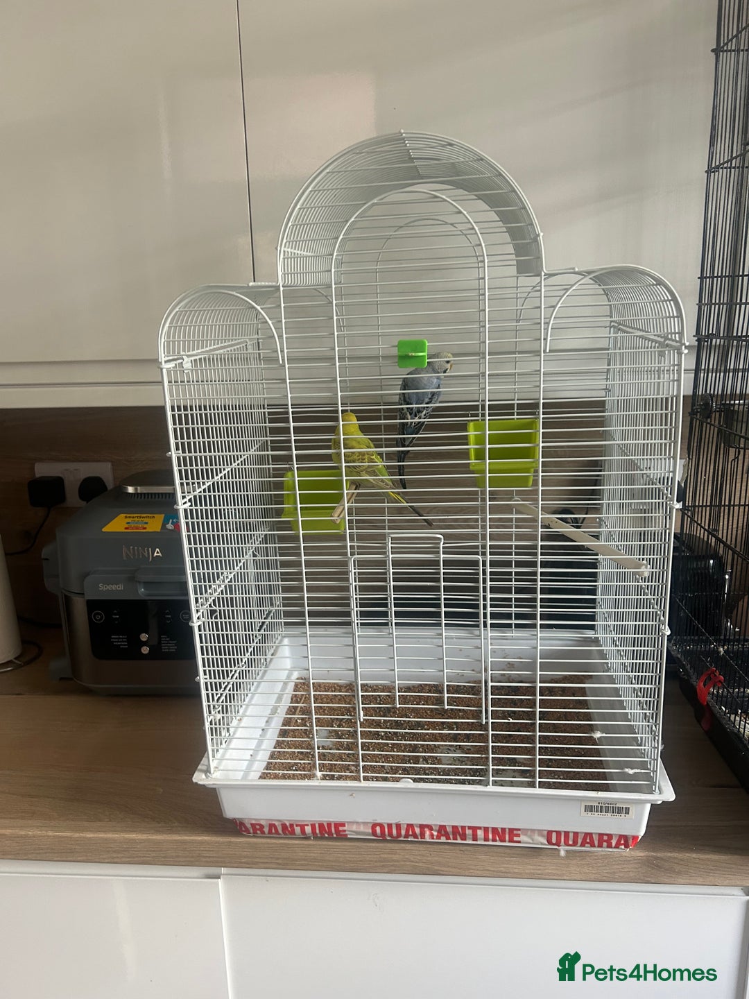 Budgerigars birds for sale: Pair of budgies and cage  - Image 5