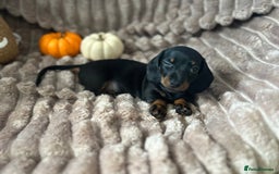 Dachshund dogs for sale: Dachshunds mini puppies   - Image 25