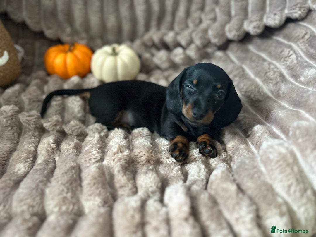 Dachshund dogs for sale: Dachshunds mini puppies   - Image 25