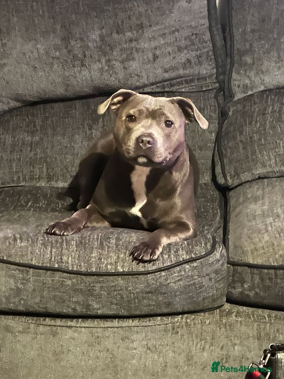 Staffordshire Bull Terrier dogs for sale: Kc registered Staffordshire bullterrier  - Advert 3