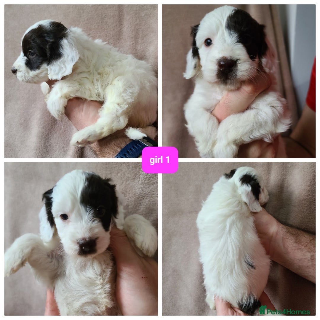 Cockapoo dogs for sale: F1 cockapoos. DNA Health Tested. Chocolate Parti - Advert 14