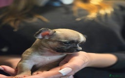 Chihuahua dogs for sale: Chihuahua pups  - Image 5